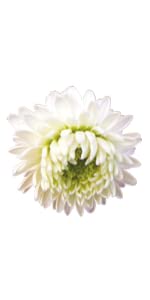 Alternative view of PRANARÔM — Huile Essentielle Camomille Romaine 5 ml