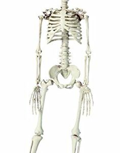 P'tit Clown - Squelette en Plastique - Parfait pour Décoration Halloween - Réaliste et Effrayant avec Détails Sculptés pour Créer Une Ambiance Macabre (Blanc, 76 cm)