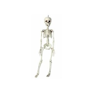 P'tit Clown - Squelette en Plastique - Parfait pour Décoration Halloween - Réaliste et Effrayant avec Détails Sculptés pour Créer Une Ambiance Macabre (Blanc, 76 cm)