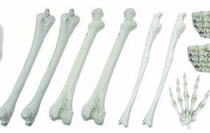 P'TIT Clown - 11360 - Sac D'Ossements en Plastique - Lot de 12 Pièces - 40 cm - Parfaits pour Décoration Halloween - Accessoire Réaliste et Effrayant pour Ambiance Terrifiante - Scènes d'horreur