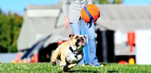CHUCKIT — Jouet pour Chien Kick Fetch 14 cm Taille S – Image 6