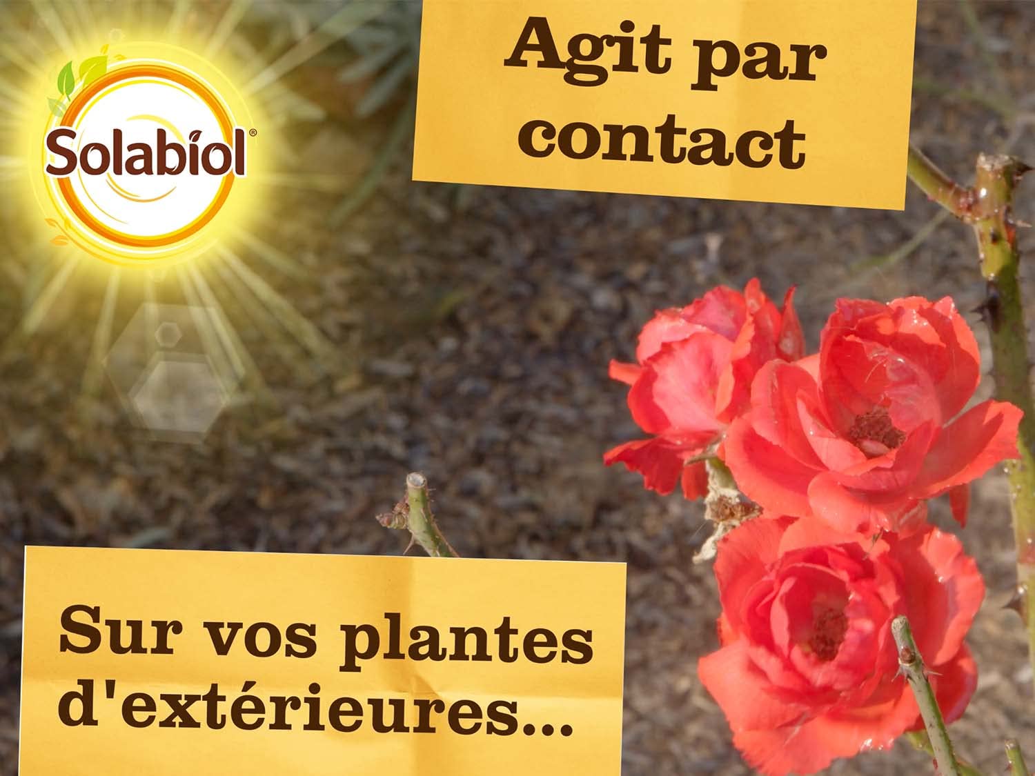 SOLABIOL — Insecticide Polyvalent Prêt à l'emploi 750ml – Image 3