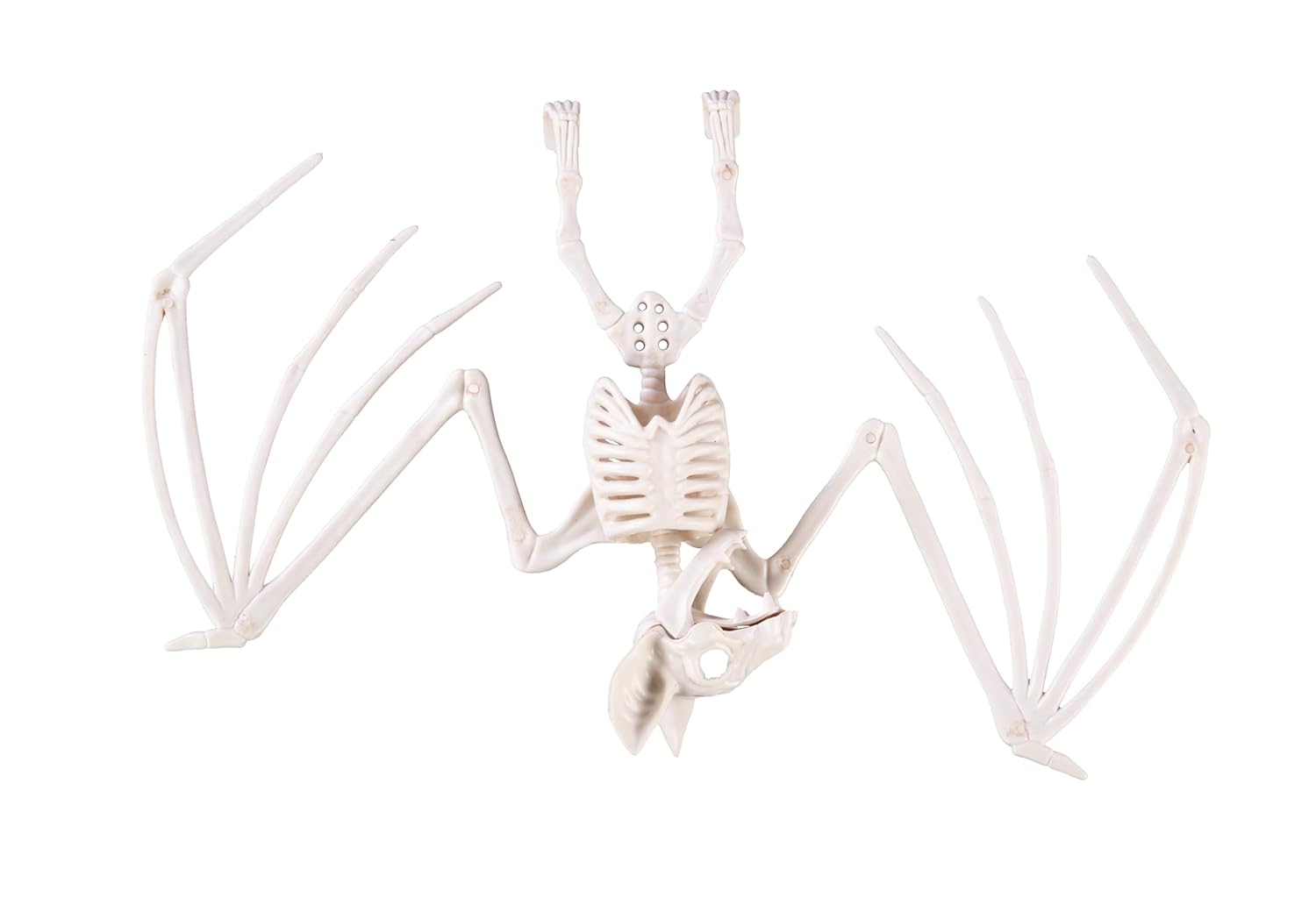 P'TIT Clown - 22239 - Squelette de Chauve-Souris en Plastique - 16 x 30 cm - Décoration Halloween Effrayante - Ambiance de Maison Hantée - Accessoire pour Fêtes et Décors Sinistres