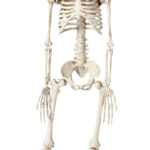 Squelette en plastique 40cm