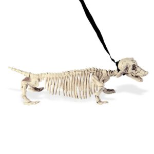 Dachshund Skeleton with Leash 55cm -