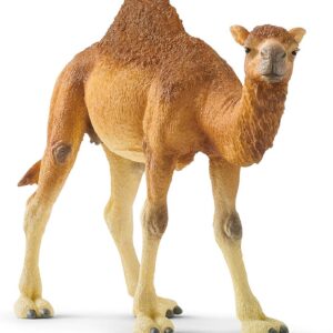 Schleich Wild Life | Dromadaire 14832 | Figurine Animale très réaliste | Jouet Zoo & océan | Superbe pièce de décor pour Anniversaire | Jouet dès 3 Ans | 14 x 4 x 10 cm