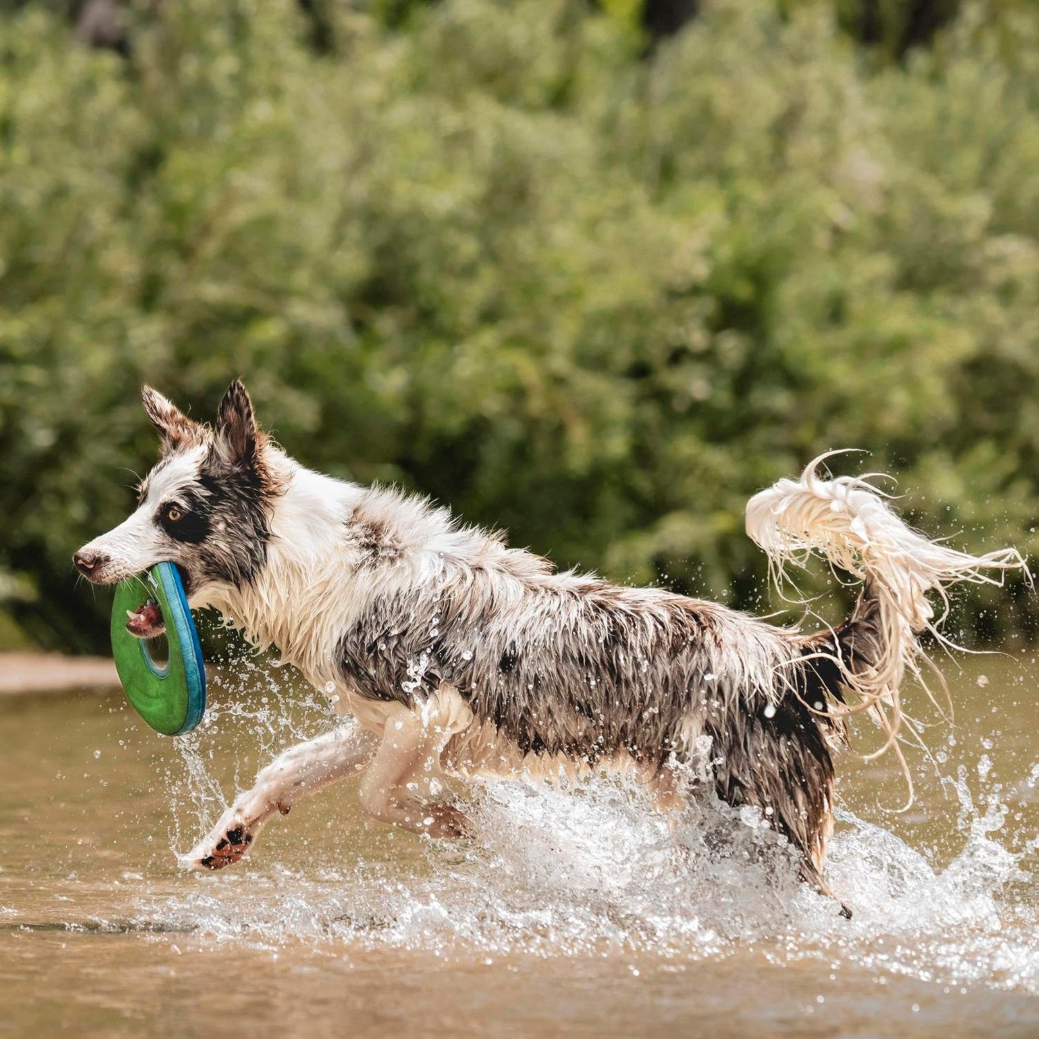 CHUCKIT ZipFlight — Frisbee flottant pour chien taille M – Image 2