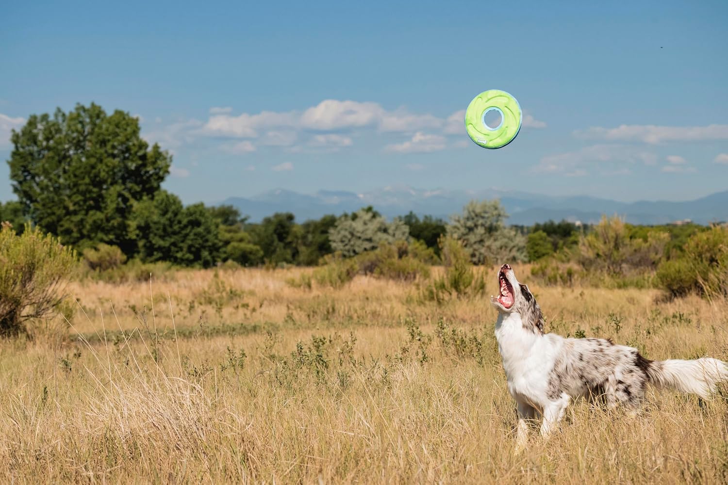 CHUCKIT ZipFlight — Frisbee flottant pour chien taille M – Image 7
