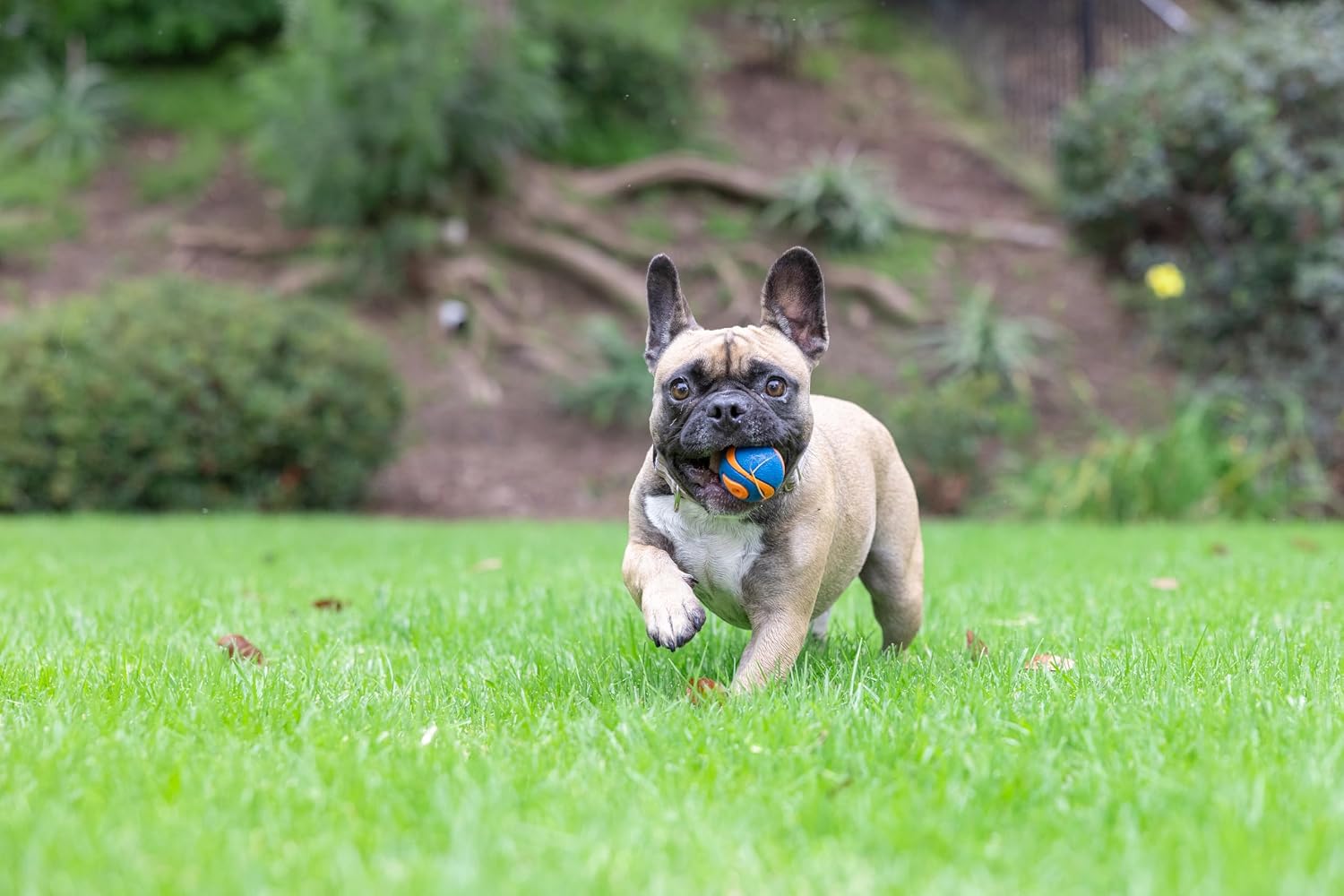 CHUCKIT — Balle Ultra Squeaker – Image 4