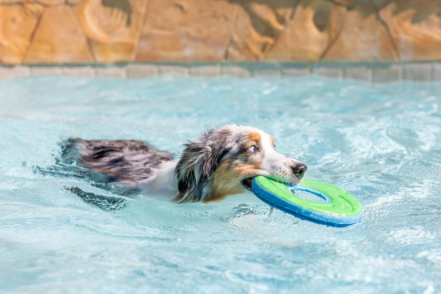 CHUCKIT ZipFlight — Frisbee flottant pour chien taille M – Image 5