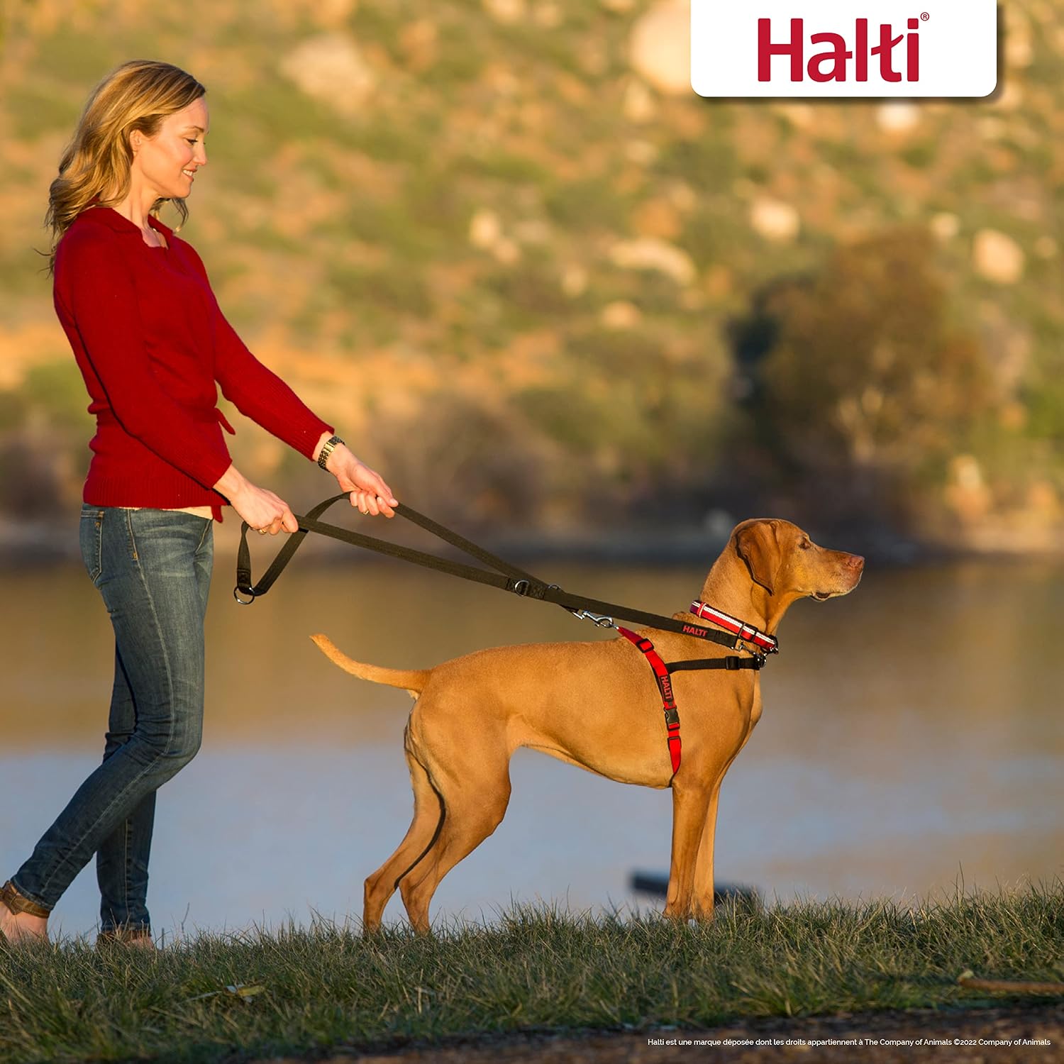 HARNAIS HALTI SMALL – Image 4