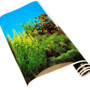 Ebi Beauté/Mer Poster Fond de Aquarium pour Aquariophilie 80 x 40 cm