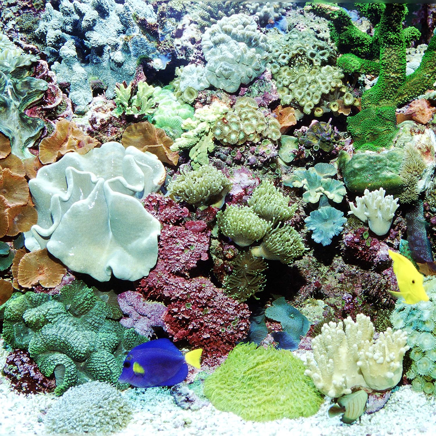 JBL ProAquaTest Ca — Test Calcium pour Aquarium – Image 5