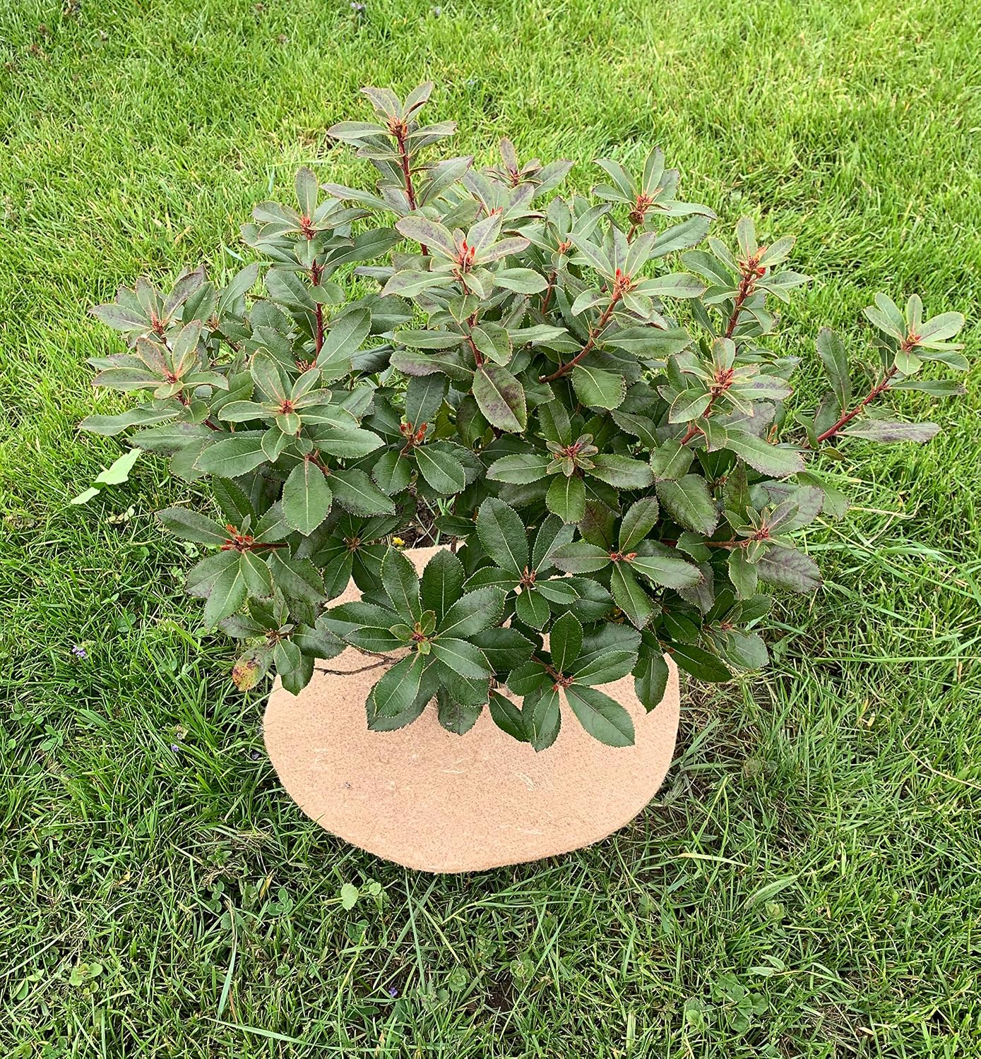 Disque de paillage Jute Bio 700g/m² - Protection Contre Les Mauvaises Herbes biodégradable et Naturelle - 19cm - Lot de 10 – Image 3