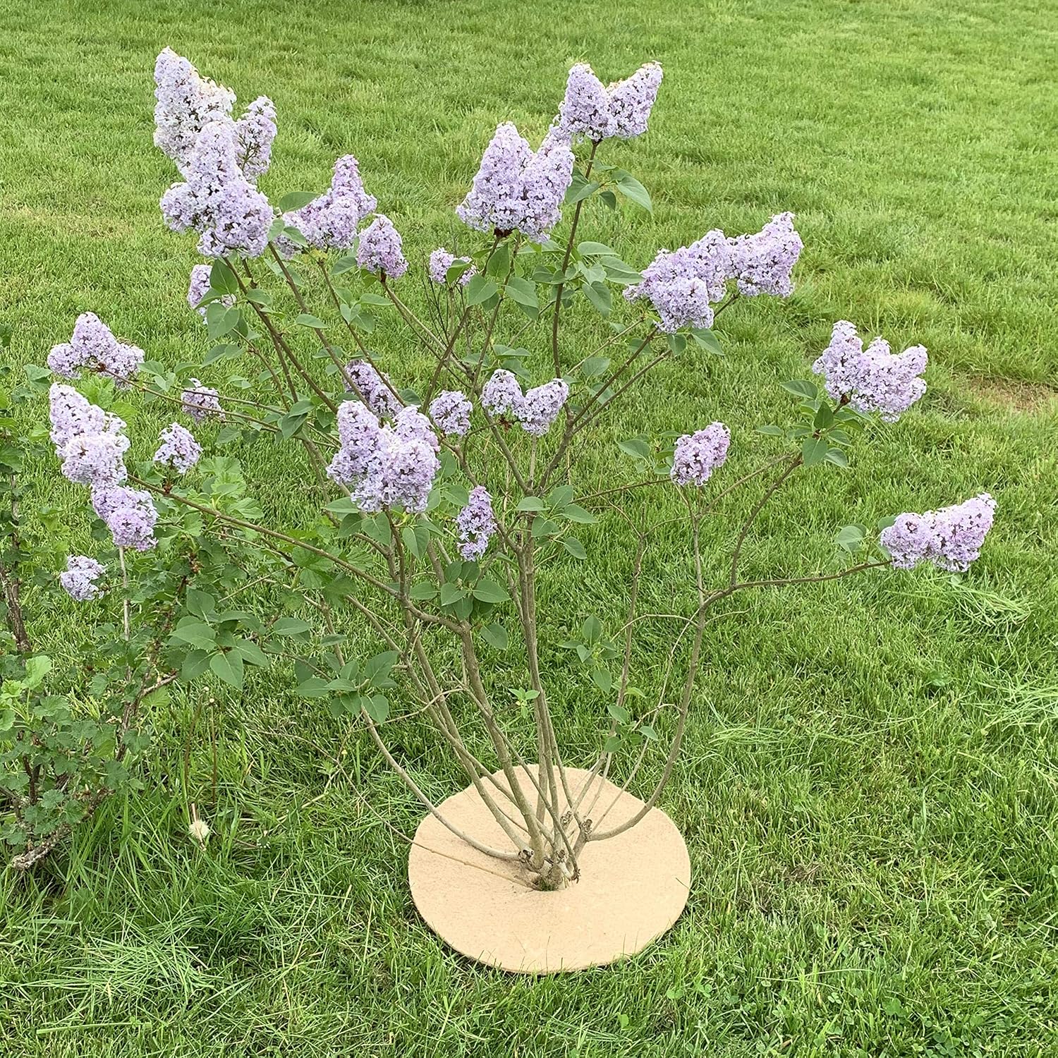 Disque de paillage Jute Bio 700g/m² - Protection Contre Les Mauvaises Herbes biodégradable et Naturelle - 19cm - Lot de 10 – Image 4