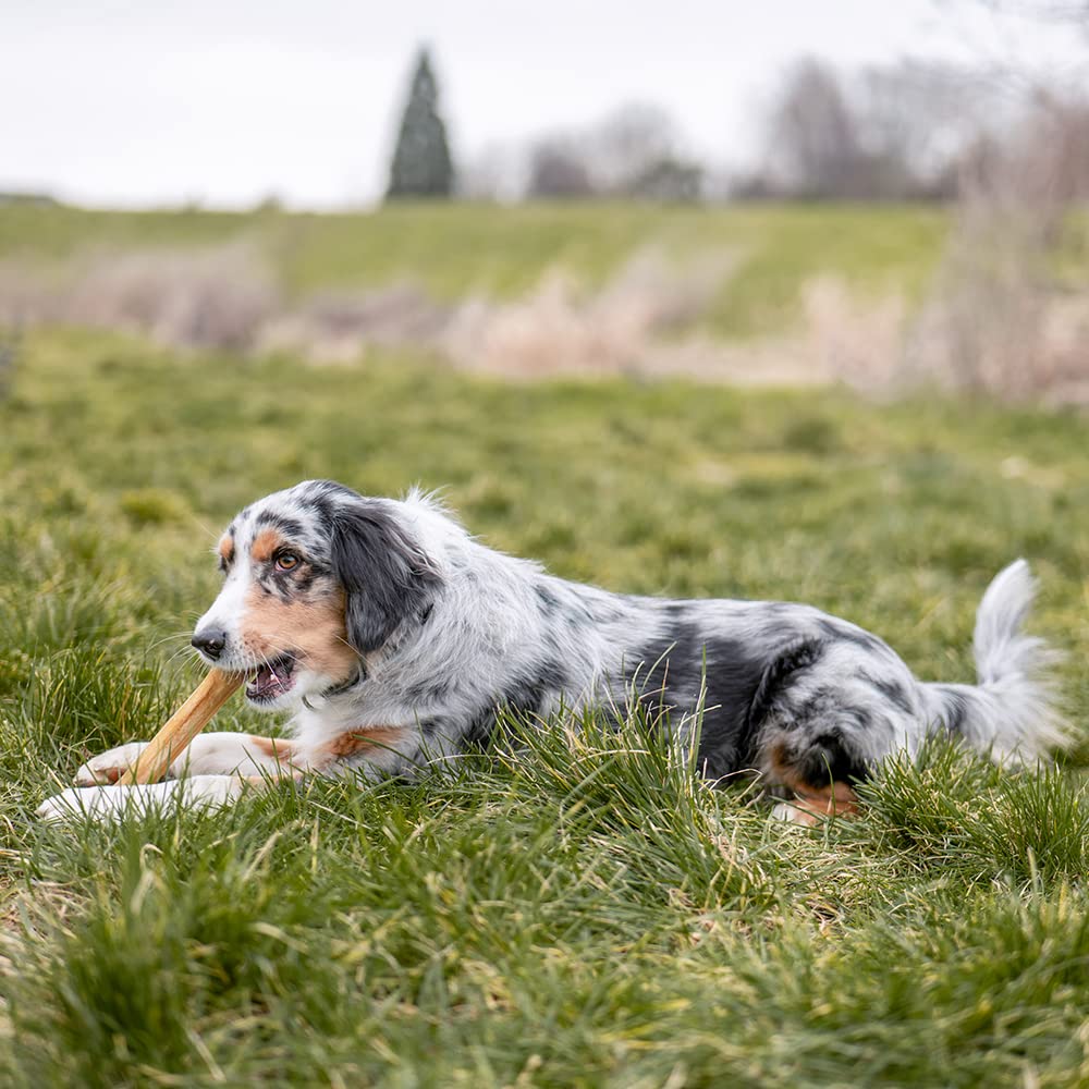 NOBBY — Os à Mâcher Pressé pour Chien 420 g – Image 7