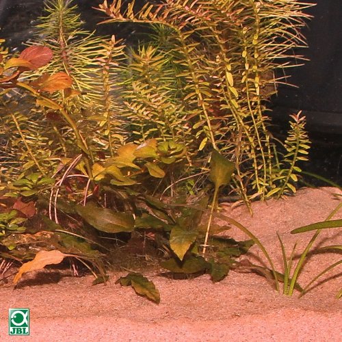 JBL Sansibar — Sable pour aquariophilie rouge 10 kg – Image 2