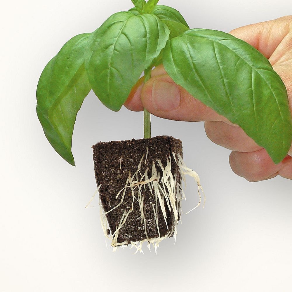 ROOT RIOT — Plateau de 24 cubes – Image 15
