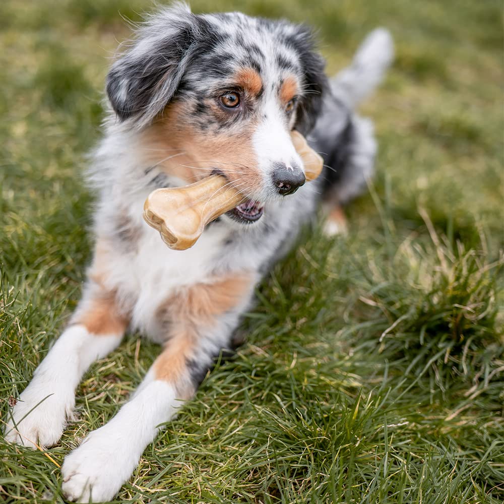NOBBY — Os à Mâcher Pressé pour Chien 420 g – Image 8