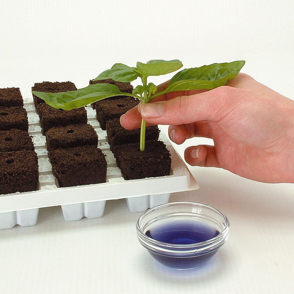 ROOT RIOT — Plateau de 24 cubes – Image 14