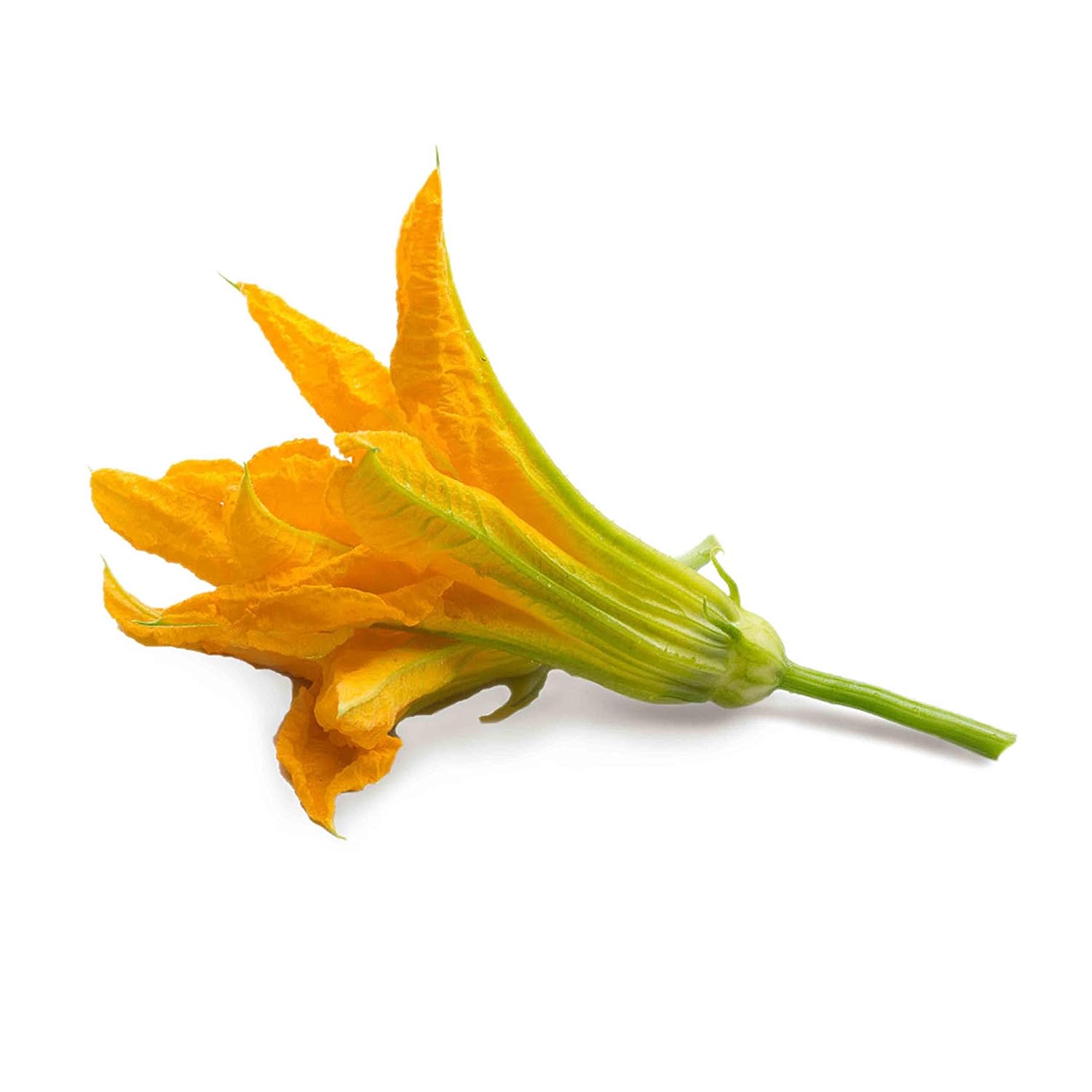 LINGOT — Recharge Fleur de Courgette Bio – Image 18