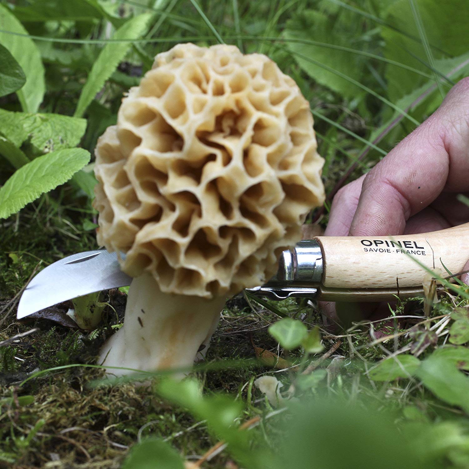 OPINEL N°08 — Couteau à Champignons lame courbée 8 cm – Image 16