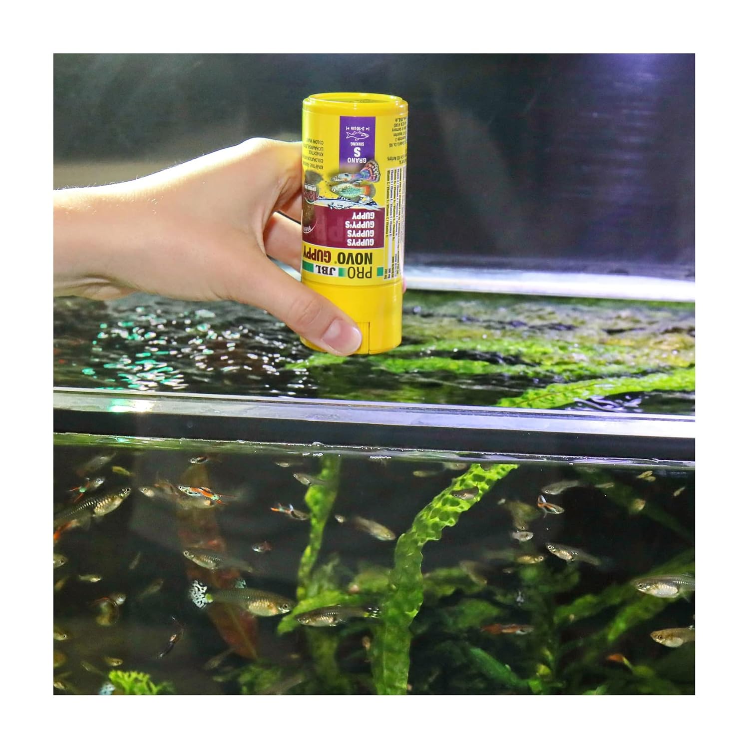 JBL ProNovo Guppy Grano — Aliment pour Guppys 100 ml – Image 15