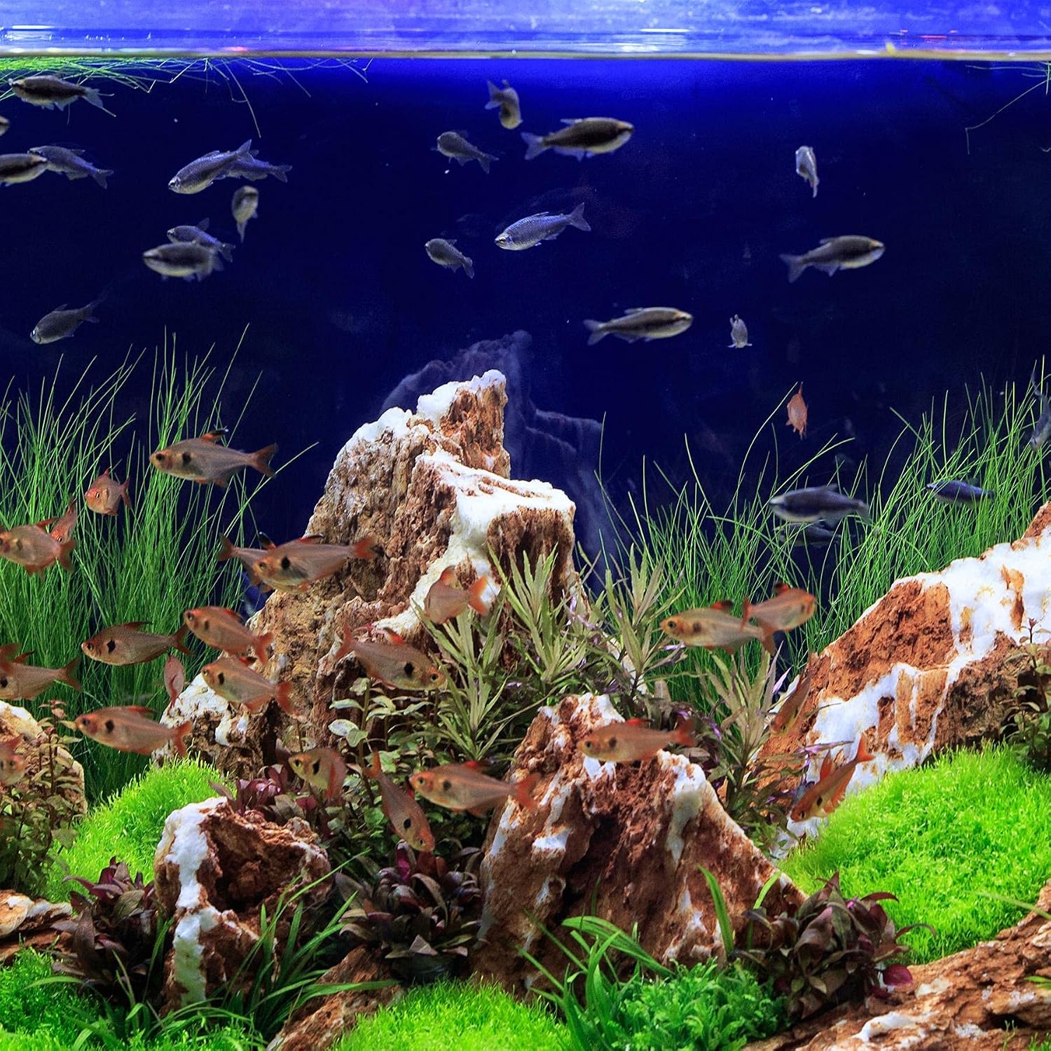 TETRA Complete Substrate — Substrat fertilisant 10 kg – Image 7