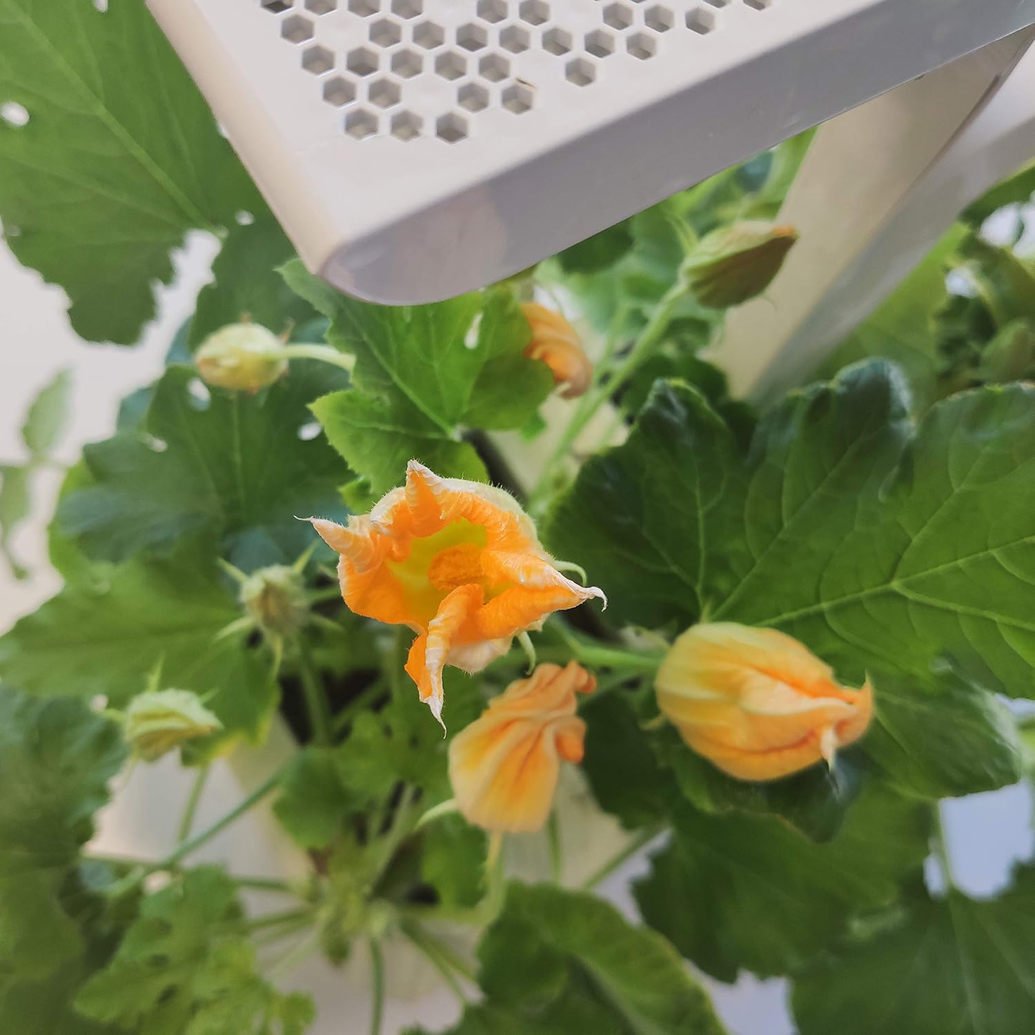 LINGOT — Recharge Fleur de Courgette Bio – Image 4