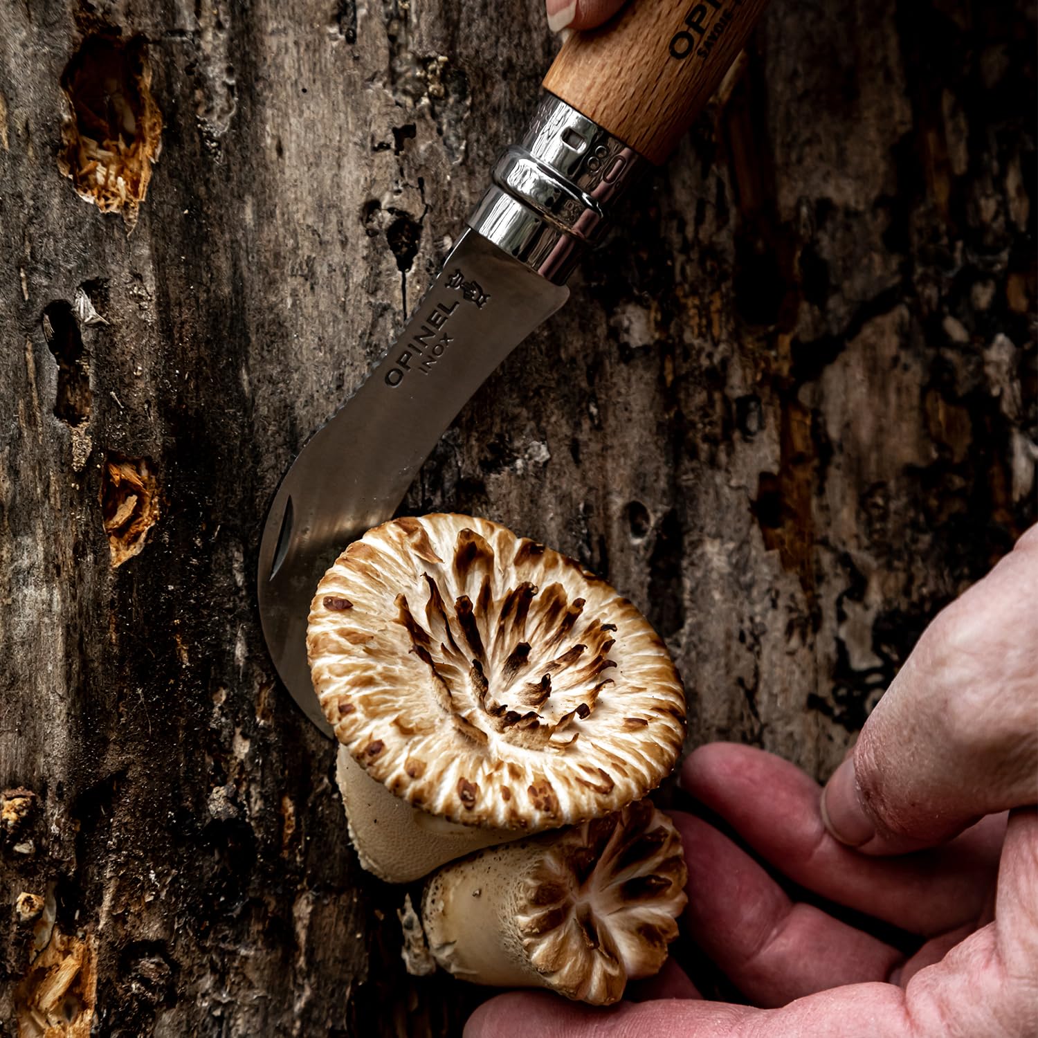 OPINEL N°08 — Couteau à Champignons lame courbée 8 cm – Image 12
