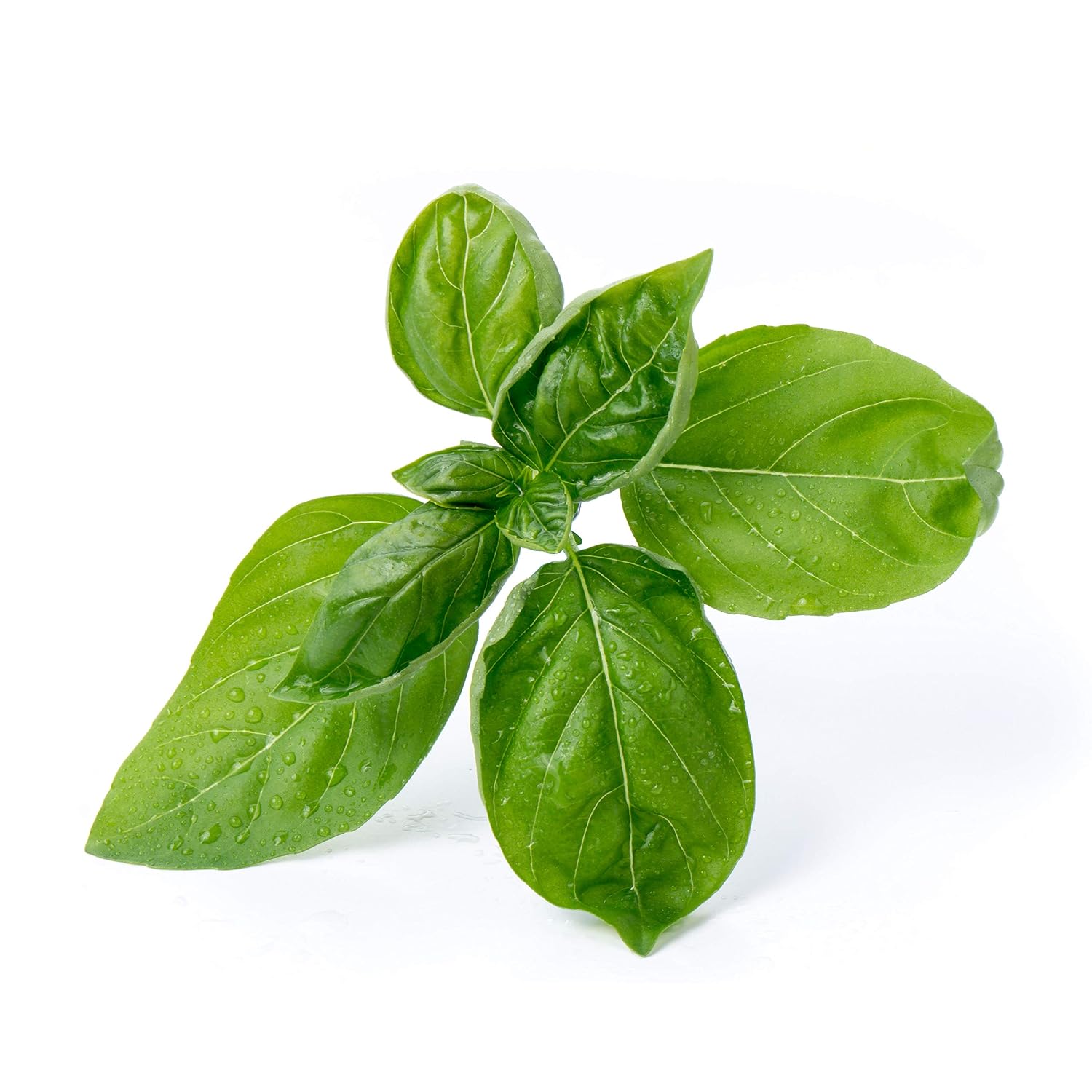 kit 2 Lingots® Basilic grand Vert – Image 2