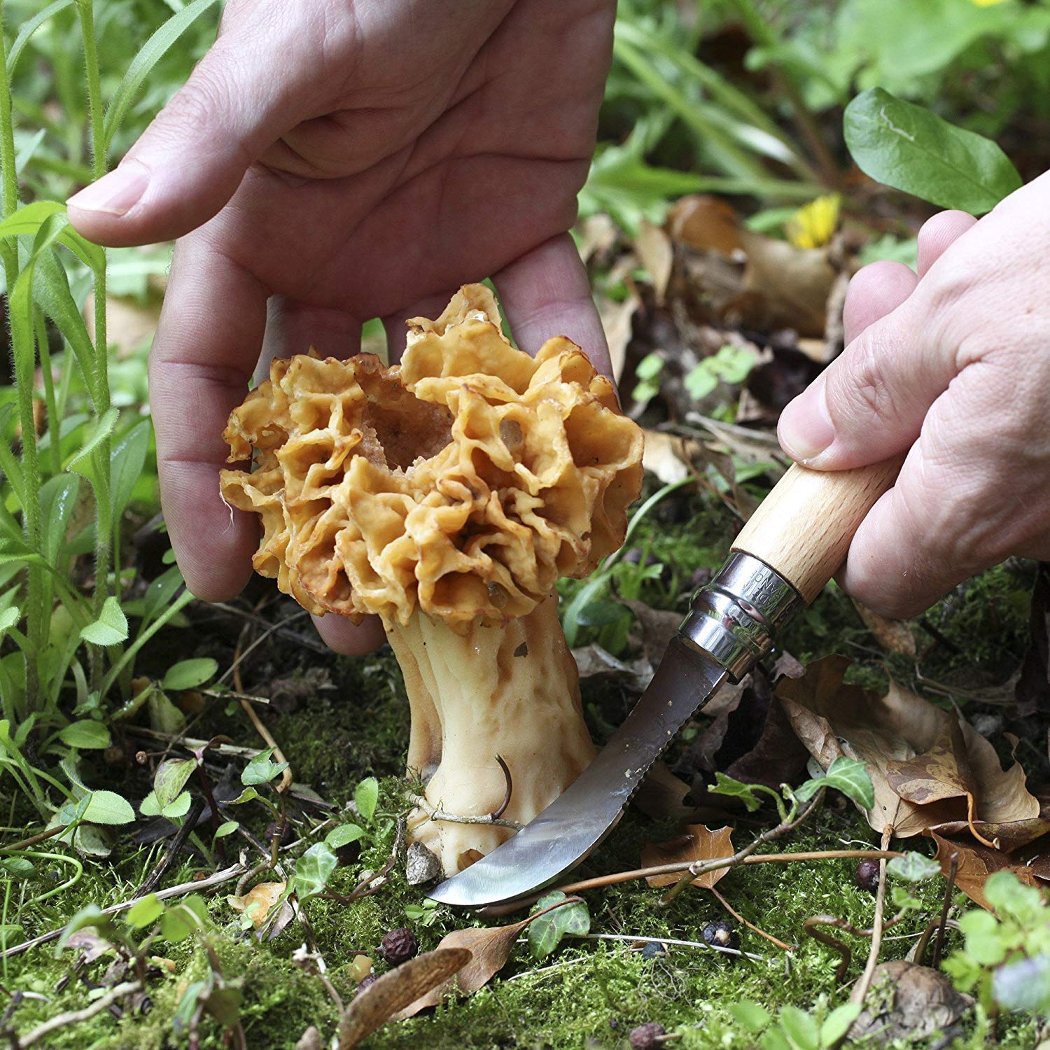 OPINEL N°08 — Couteau à Champignons lame courbée 8 cm – Image 8