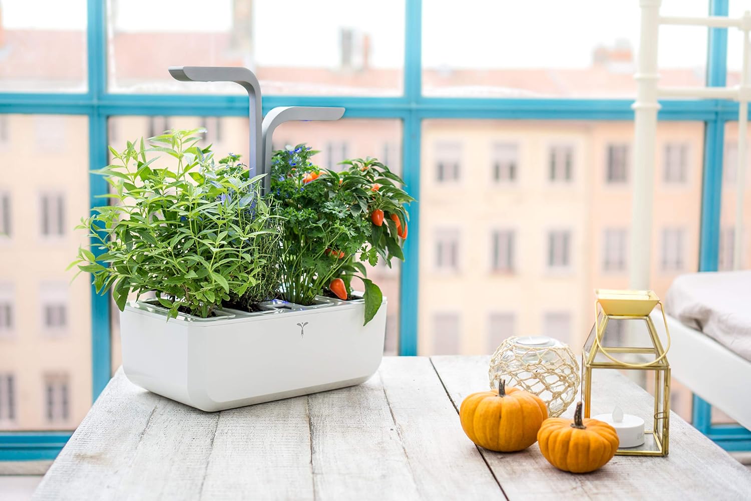 VÉRITABLE SMART — Potager d’Intérieur avec 4 Lingots – Image 3