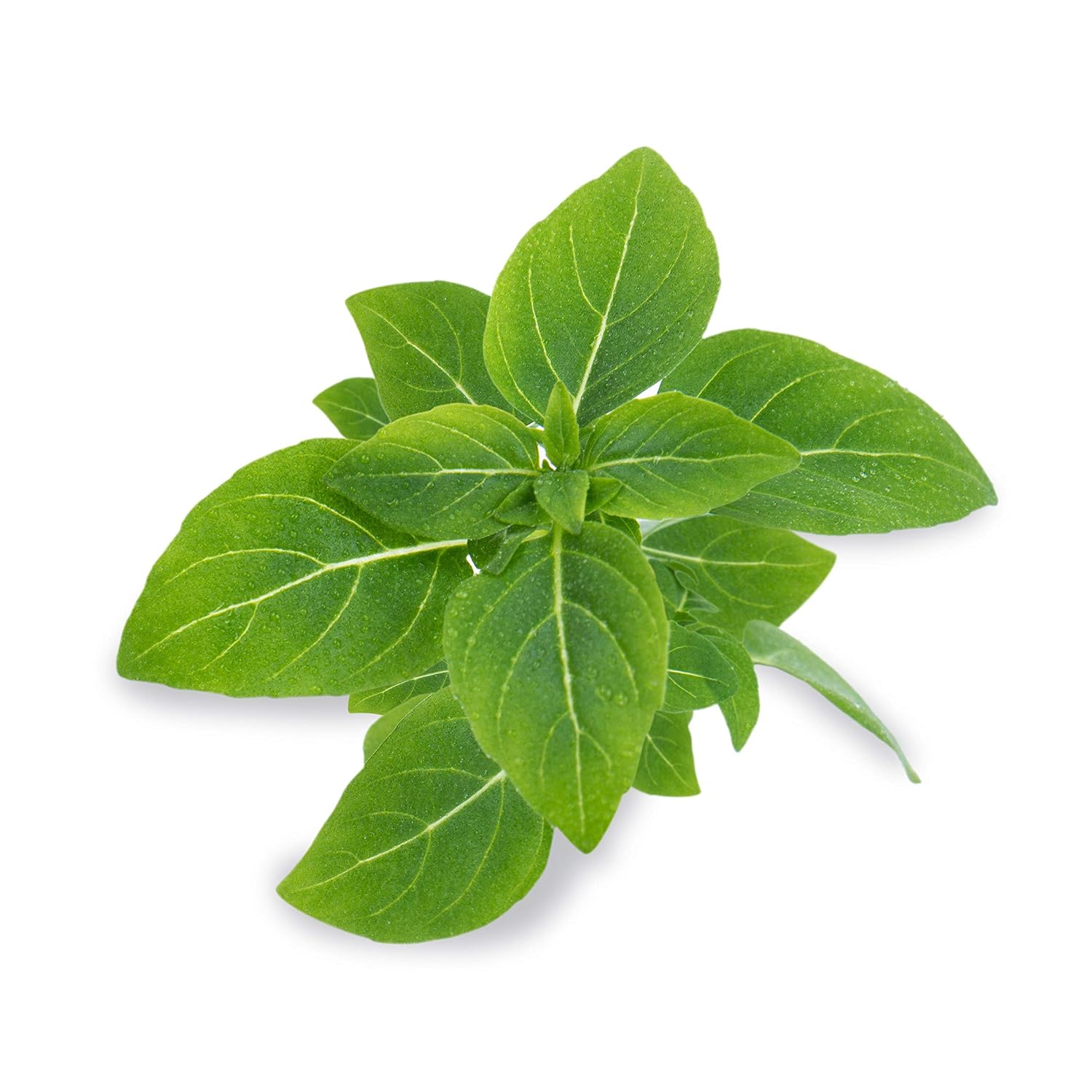 Lingot® Basilic fin vert nain BIO - Compatible Véritable® Potager - Recharge prête à l'emploi – Image 21