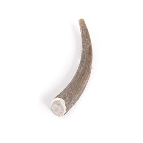 MARTIN — Bois de cerf entier L 100-140 g