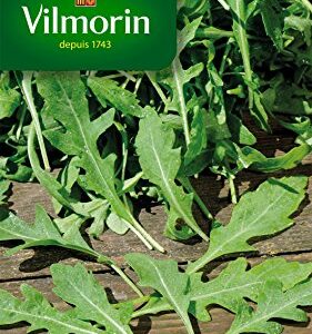 Vilmorin — Graines de roquette cultivée verte