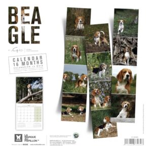 MARTIN — Calendrier Beagle 2027