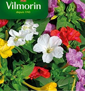 VILMORIN — Semences de belle de nuit multicolore 70 cm