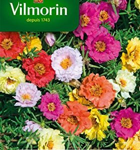 Vilmorin — Graines de pourpier à grande fleur double varié