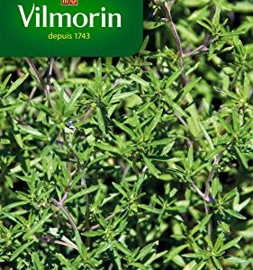 Vilmorin — Pack de graines de sarriette commune