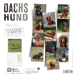 MARTIN — Calendrier teckel 2027