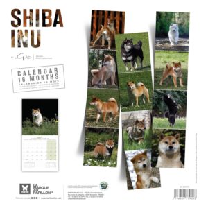 MARTIN — Calendrier Shiba Inu 2027